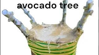 Topworking an Avocado tree - Part 2