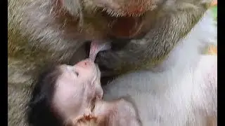 Even Popeye weaning Polly - Smart small Polly still get new way for getting milk.