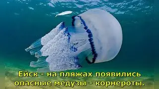 Ейск - на пляжах появились опасные медузы - корнероты.