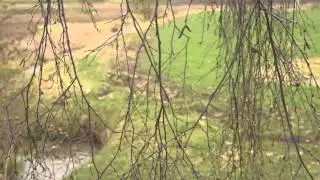 ШТОРА ИЗ БЕРЁЗЫ Футаж