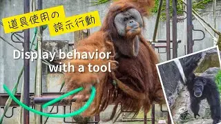 Iban throws a hose toward visitors.｜S. Orangutan｜ICHIKAWA ZOO｜オランウータン｜イーバン、ホースを投げて来園者を驚かす｜市川市動植物園