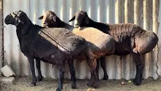 Бараны