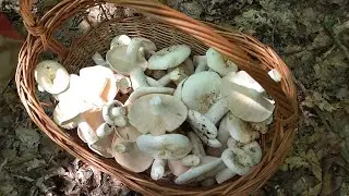 Keserű gomba 22.06.2023 🍄