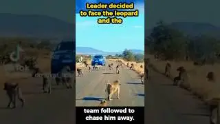Brutal Side of Nature. Leopard attack 