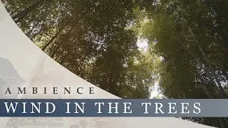 Wind In The Trees - Strong Wind, Rustling Leaves, Forest Sounds