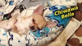 Чихуахуа Бэлла слушает музыку.