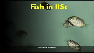 Fish in IISc  | IISc Bangalore| Indian Institute of Science | IISc Main Building