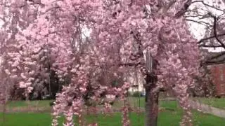 Blossoming