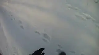 Охота на зайца с Фаготом по белой тропе в первый день зимы 2023 года!
