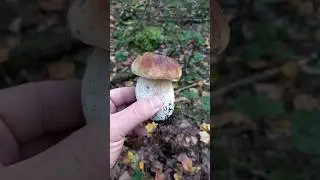 МНОГО БЕЛЫХ ГРИБОВ.