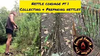 Nettle Cordage Pt 1 - Collecting and Preparing Nettles 