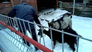 Козел провожает козу