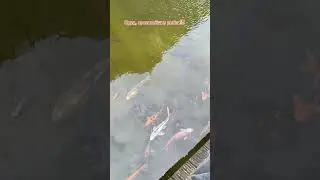 24.07.24г🌹 Чудесная красота!!!
