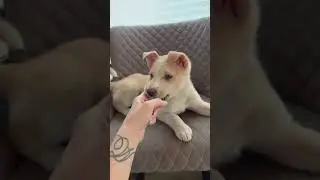 Маленький шерстяной аллигатор 😬