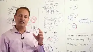 Atrial Development and Defects - Embryology