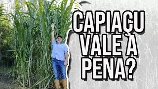 Capiaçu vale a Pena? ASSISTA E CONHEÇA