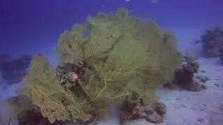 2021 04 19 dahab eel garden dive2
