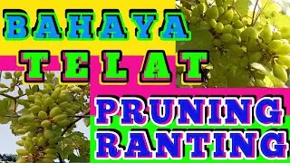 BAHAYA TELAT PRUNING ANGGUR.❤️❤️||#lumajang #anggur