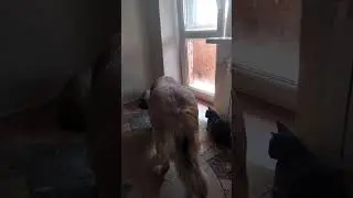 ловят муху