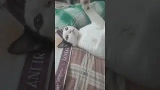 #catlover