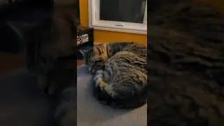Surrounded by Pussycats