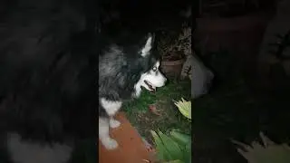 The biggest kind of dog.Husky dog.Pinakamalaking aso na nakita ko.