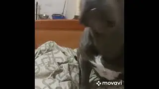 стафф решил поговорить😁