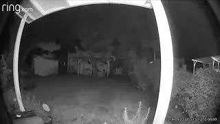 Ghost fairies or bug