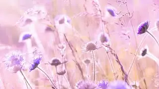 Relaxing Music to Bring Peace and Love, Calming Music, Soothing Sounds, Birds Sounds