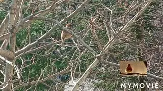 на балкона