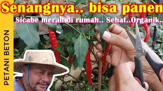 PANEN CABE DI POLYBAG