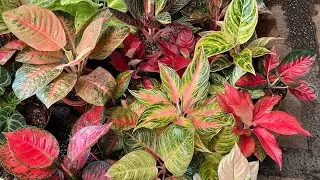 Tips repotting  aglonema anti loyo