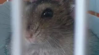 а а чо что??
