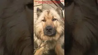 Тузик отдыхает под новый топовый фонк от @qmiir, RONVXER, vioLENchange - PIVO FUNK
