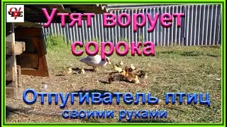 Отпугиватель птиц своими руками.  Утят ворует сорока