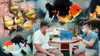 FV VLOG #110: Visiting J&D Goldfish Farm in Davao City