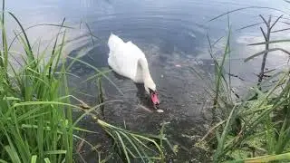 Лебеди.