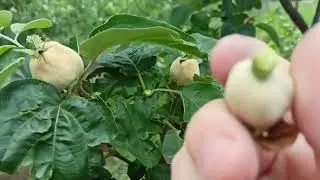 Айва Мария. Нормировка.