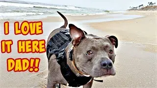 Talking Pitbull Cries When He Smells The Beach! Makes New Friends At Huntington Beach CA!!