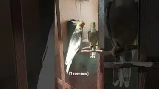 Утренняя песня кореллы