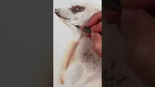 Let's Draw... A Meerkat #drawing #colorpencil #colourpencil #meerkat #animaldrawing #art #pencils