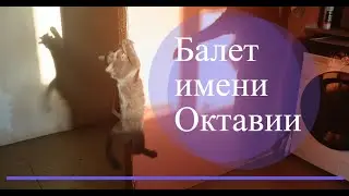 Балет имени Октавии