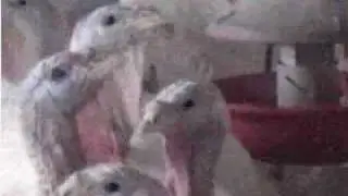 Wild, Crazy & Sexy Turkey Party!
