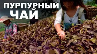 Пурпурный чай. Что это такое. Новый чайный тренд?