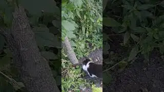 Наши котята подпосли