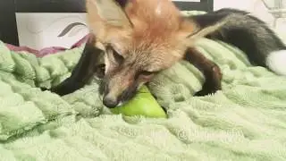 Лис Диего кушает перчик