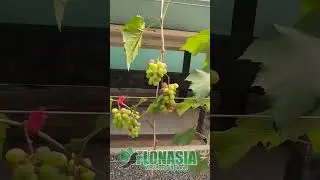 Anggur Jupiter Rambatan Trelis Vertical