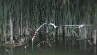 Crucian carp on the side nod at night