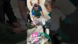 #Albuquerque campus students recently learned how to take xrays of a hawk! #veterinary #pimamedical