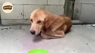 Abandoned Dog Survives Emergency Surgery and Finds a New Life